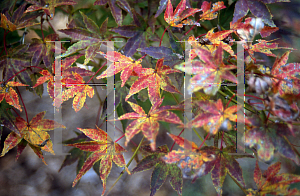 Picture of Acer palmatum 'Takao'