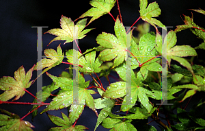 Picture of Acer palmatum 'Takao'