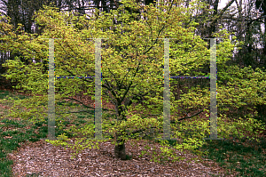 Picture of Acer palmatum 'Takao'