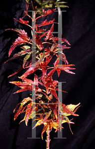 Picture of Acer palmatum (Matsumurae Group) 'Takao 1'