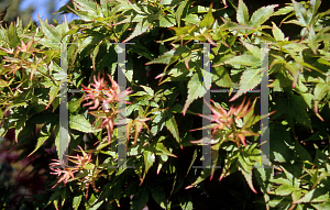 Picture of Acer palmatum (Matsumurae Group) 'Takao 1'