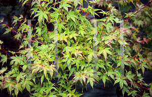 Picture of Acer palmatum 'Takao'