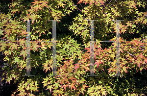 Picture of Acer palmatum 'Takyo yatsubusa'