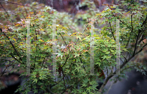 Picture of Acer palmatum 'Takyo yatsubusa'