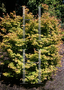 Picture of Acer palmatum 'Takyo yatsubusa'