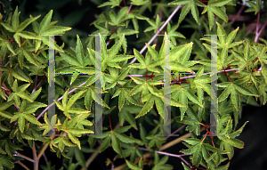 Picture of Acer palmatum 'Tama hime'