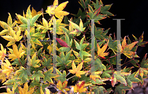 Picture of Acer palmatum 'Tama hime'