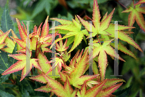 Picture of Acer palmatum 'Tama hime'