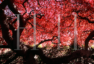 Picture of Acer palmatum (Dissectum Group) 'Tamuke yama'