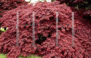 Picture of Acer palmatum (Dissectum Group) 'Tamuke yama'