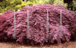 Picture of Acer palmatum (Dissectum Group) 'Tamuke yama'