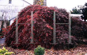 Picture of Acer palmatum (Dissectum Group) 'Tamuke yama'