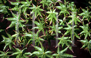 Picture of Acer palmatum (Amoenum Group) 'Tana'