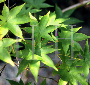 Picture of Acer palmatum (Amoenum Group) 'Tana'