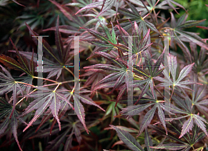 Picture of Acer palmatum (Matsumurae Group) 'Tanabata'