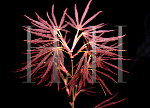 Picture of Acer palmatum (Matsumurae Group) 'Tanabata'