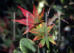 Picture of Acer palmatum (Matsumurae Group) 'Tattoo'