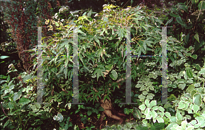 Picture of Acer palmatum (Matsumurae Group) 'Tattoo'