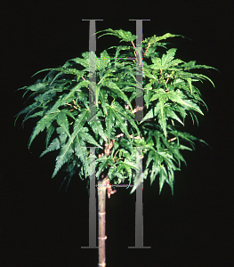 Picture of Acer palmatum (Matsumurae Group) 'Tattoo'