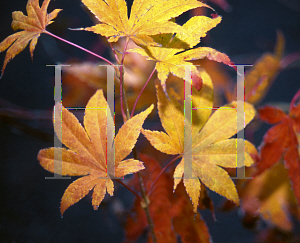 Picture of Acer palmatum (Matsumurae Group) 'Tatsuta gawa'