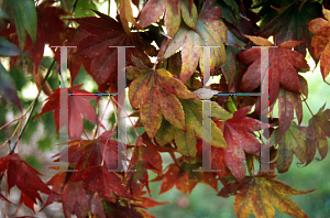 Picture of Acer palmatum (Matsumurae Group) 'Tatsuta gawa'