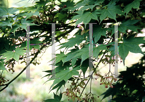 Picture of Acer palmatum (Matsumurae Group) 'Tatsuta gawa'