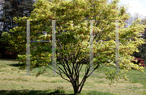 Picture of Acer palmatum (Matsumurae Group) 'Tatsuta gawa'