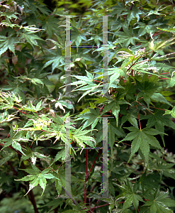 Picture of Acer palmatum (Matsumurae Group) 'Tayo nishiki'