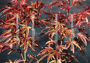 Picture of Acer palmatum 'Tennyo-no-hoshi'