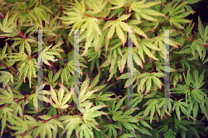 Picture of Acer palmatum 'Tennyo-no-hoshi'