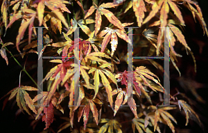 Picture of Acer palmatum 'Tennyo-no-hoshi'