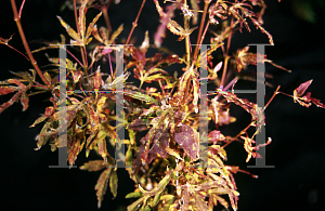 Picture of Acer palmatum 'Tennyo-no-hoshi'