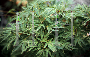 Picture of Acer palmatum 'Tennyo-no-hoshi'