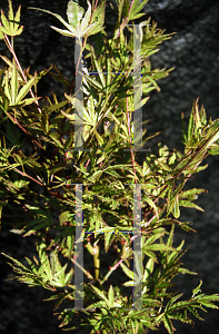 Picture of Acer palmatum 'Tennyo-no-hoshi'