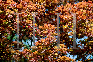 Picture of Acer palmatum 'The Bishop'