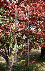 Picture of Acer palmatum 'The Bishop'