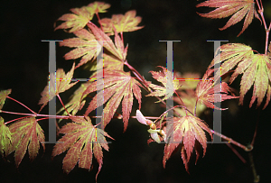 Picture of Acer palmatum (Matsumurae Group) 'Tiger Rose'