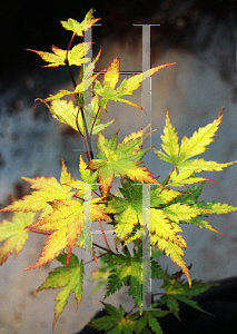 Picture of Acer palmatum (Matsumurae Group) 'Tiny Leaf 1'