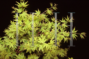 Picture of Acer palmatum (Matsumurae Group) 'Tiny Leaf'