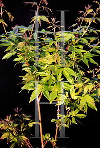 Picture of Acer palmatum (Matsumurae Group) 'Tiny Leaf'