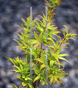 Picture of Acer palmatum (Matsumurae Group) 'Tiny Leaf 1'