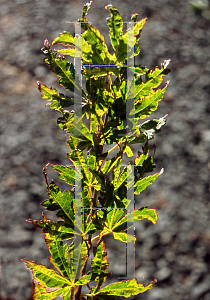 Picture of Acer palmatum (Matsumurae Group) 'Tiny Leaf 1'