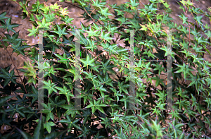 Picture of Acer palmatum (Matsumurae Group) 'Tiny Leaf'