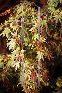 Picture of Acer palmatum 'Tiny Tim'