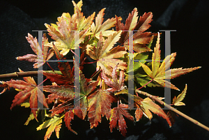 Picture of Acer palmatum 'Tiny Tim'