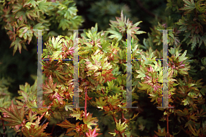 Picture of Acer palmatum 'Tiny Tim'
