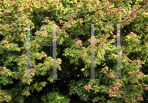 Picture of Acer palmatum 'Tiny Tim'