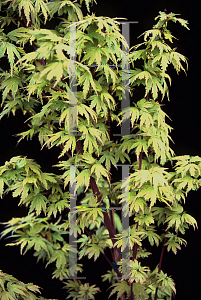 Picture of Acer palmatum 'Tiny Tim'