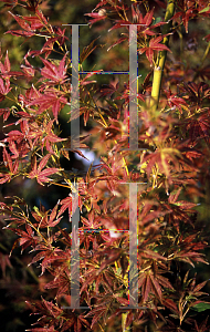 Picture of Acer palmatum (Matsumurae Group) 'Mini Mondo'