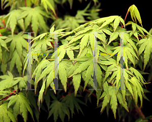 Picture of Acer palmatum 'Tobiosho'